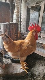 bionda piemontese 