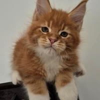 Cuccioli di maine coon