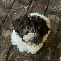 Lagotto Romagnolo cucciolo
