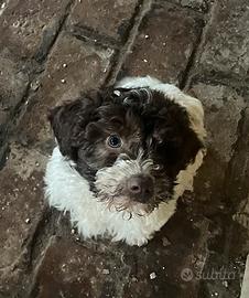Lagotto Romagnolo cucciolo