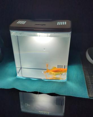 acquario mini