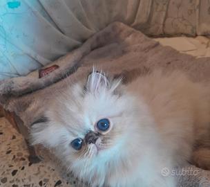 Gatti persiani