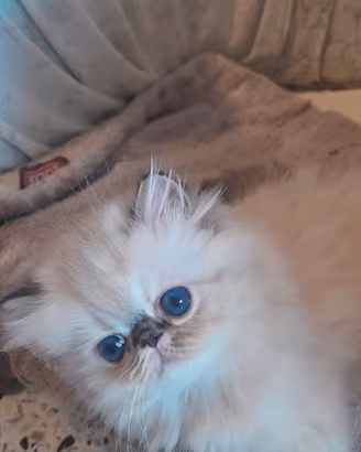 Gatti persiani