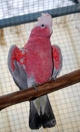 Cacatua roseicapilla