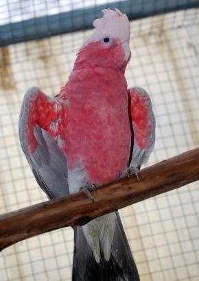 Cacatua roseicapilla