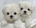 cuccioli-di-maltese-con-pedigree