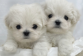 Cuccioli di maltese con pedigree