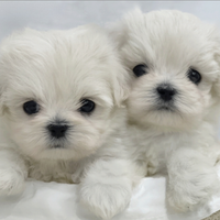 Cuccioli di maltese con pedigree