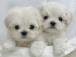Cuccioli di maltese con pedigree