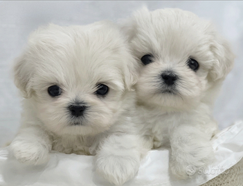 Cuccioli di maltese con pedigree
