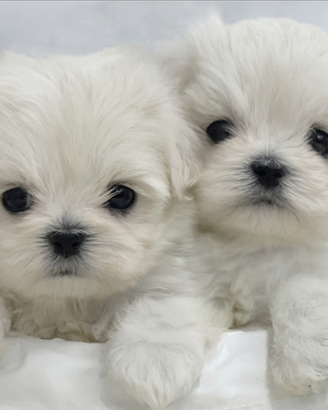 Cuccioli di maltese con pedigree