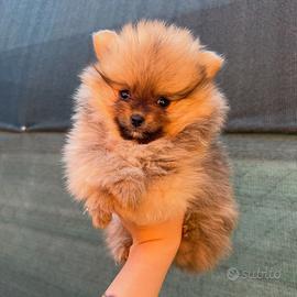Volpino Spitz Pomerania