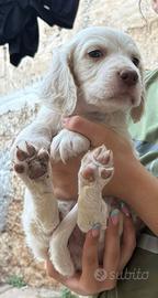 Cucciolo si setter inglese