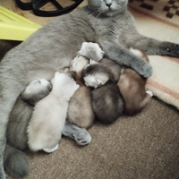Cuccioli Scottish fold