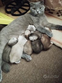 Cuccioli Scottish fold