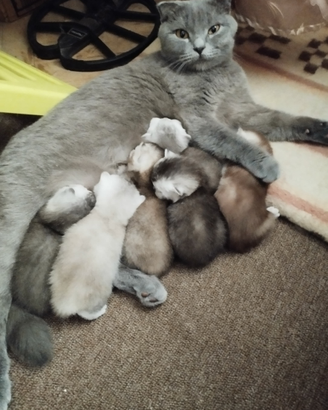 Cuccioli Scottish fold