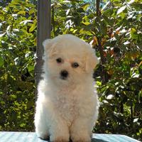 Cuccioli Bichon a poil frise