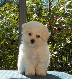 Cuccioli Bichon a poil frise