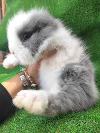 Testa di leone