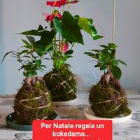 kokedama