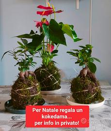 kokedama