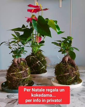 kokedama
