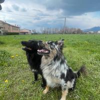 Pastore del Lagorai