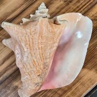 conchiglia da mia collezione