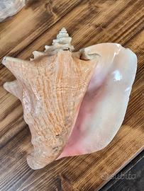 conchiglia da mia collezione