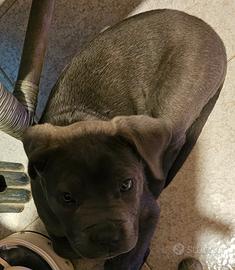 Femminuccia di cane corso molto bella