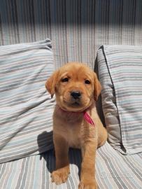 Cuccioli di labrador