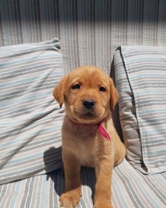 Cuccioli di labrador
