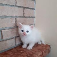 Gattina angora 1 mese