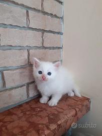 Gattina angora 1 mese