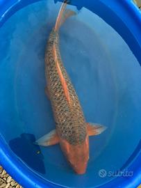 Carpe Koi