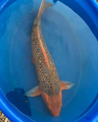 Carpe Koi