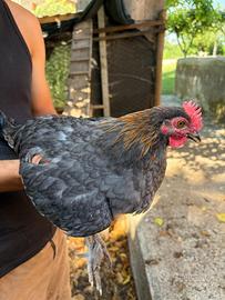 Galletto Marans