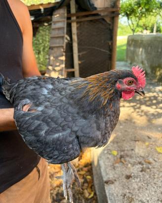 Galletto Marans