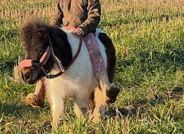 Pony femmina