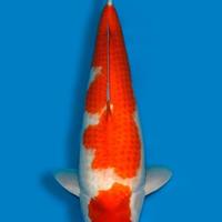 Carpa Koi Kohaku Nisai Femmina 70cm ExpoKoi