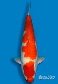 Carpa Koi Kohaku Nisai Femmina 70cm ExpoKoi