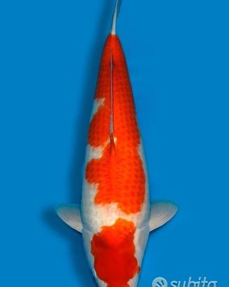 Carpa Koi Kohaku Nisai Femmina 70cm ExpoKoi