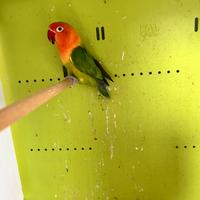 Inseparabili di Fisher Femmina riproduttiva