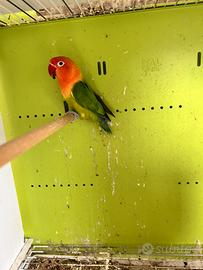 Inseparabili di Fisher Femmina riproduttiva