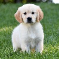 Cuccioli golden retriever maschi e femmine