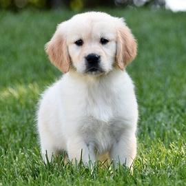 Cuccioli golden retriever maschi e femmine