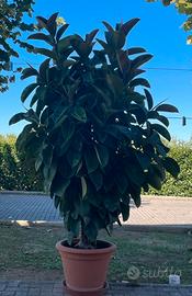 Ficus Elastica Robusta (extra large) H 220 cm