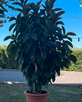 Ficus Elastica Robusta (extra large) H 220 cm