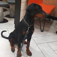 Dobermann cucciola