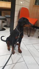 Dobermann cucciola